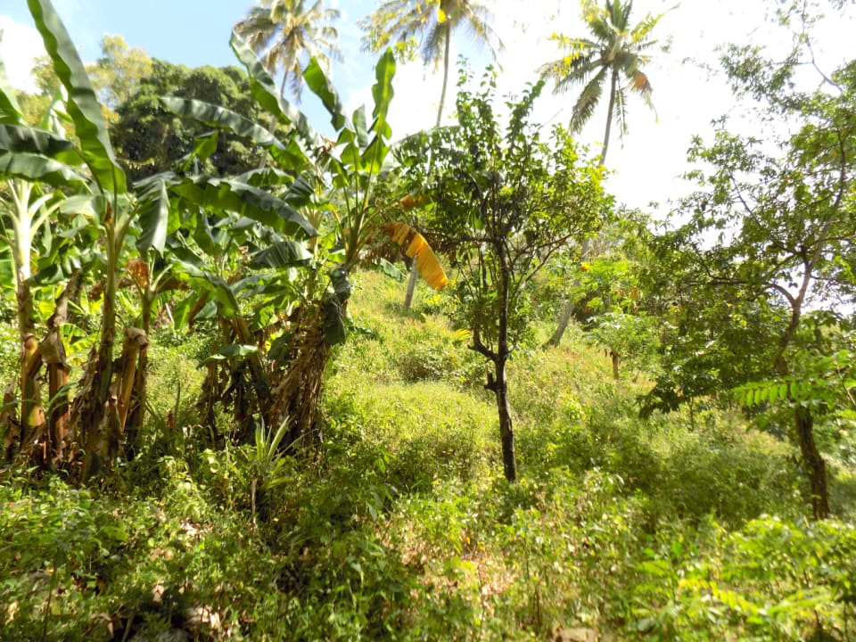 caribbean real estate banana